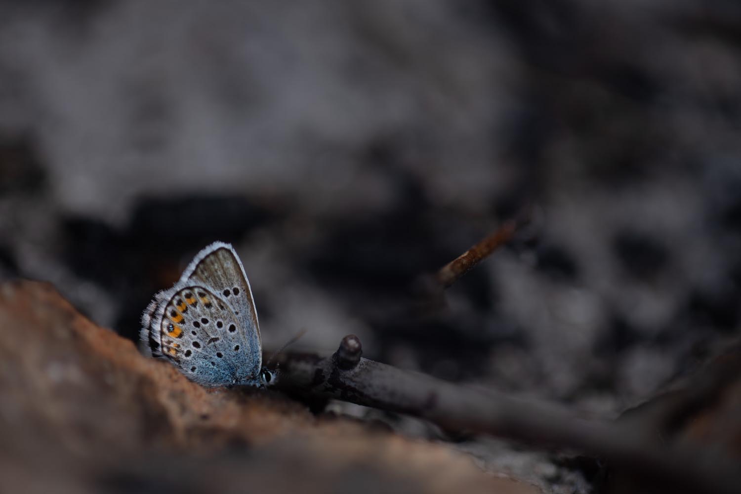 Láng Petra Zsófia fotográfus fotográfus vizsgaremek 